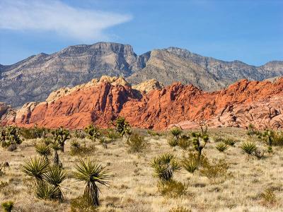 Red Rock Canyon Flora