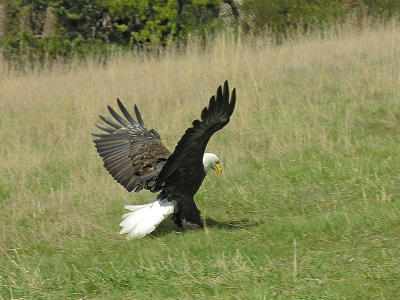 Field Catch