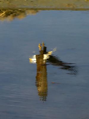 Eagle reflection