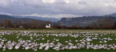 Snow Geese Panorama