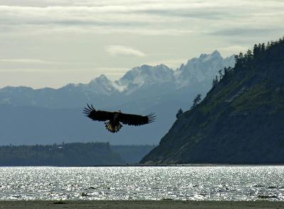 Beachcombing Eagle