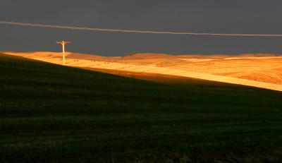 Golden field at sunset.