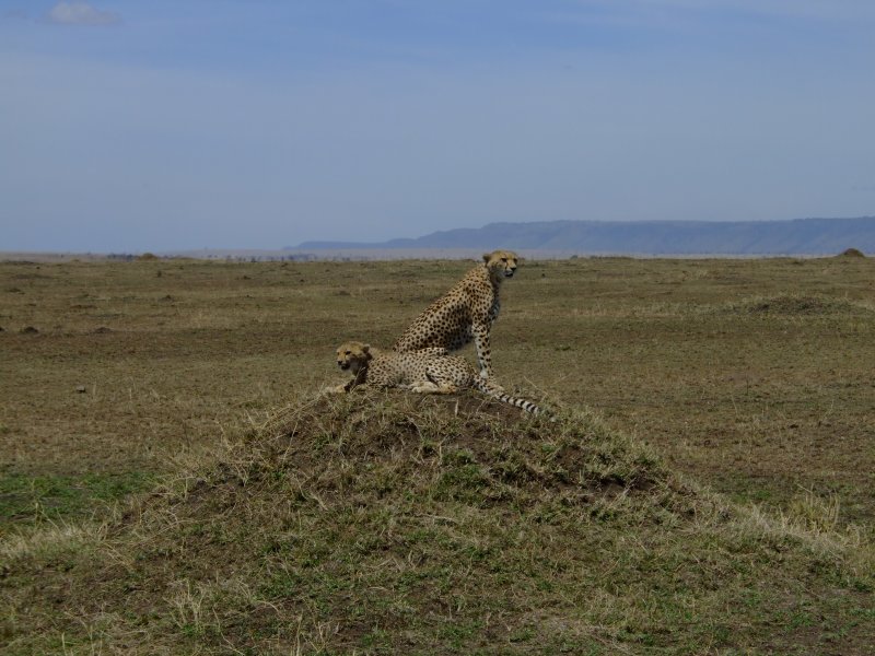 Cheetahs Watching Gazelles