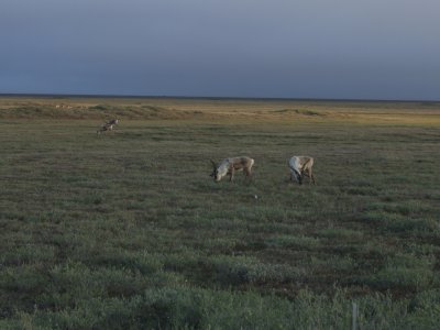 Herds of Caribou and Muskoxen