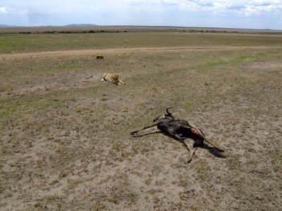 Wildebeest Carcass