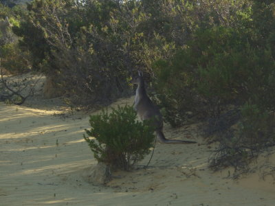 Kangaroo at Pinnacles