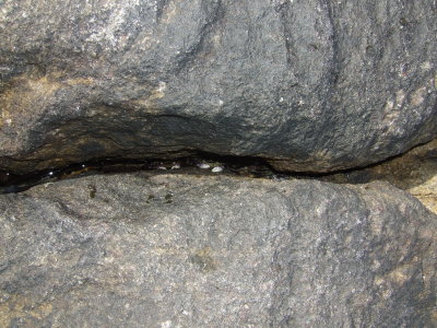 Crabs Hiding in the Rocks at Conspicuous Beach