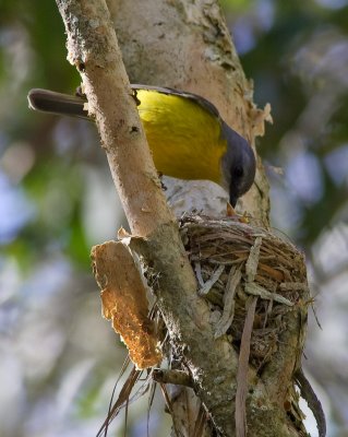 Eastern Robin (Nesting)