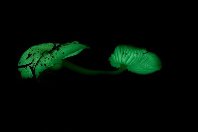 Glowing Mushroom