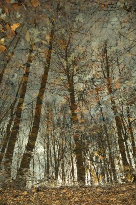 DSC_1018.jpg
