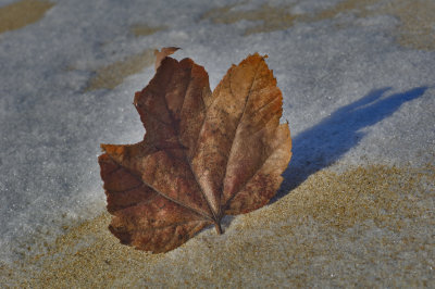 Maple leaf 3