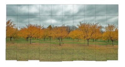 Apple orchard squares