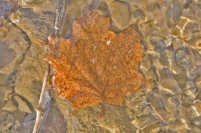 Maple leaf in ice
