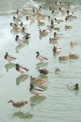 Ducks in a row