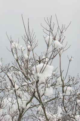 IMG_8498.JPG