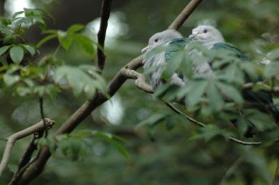 Avian Garden, Hong Kong Park