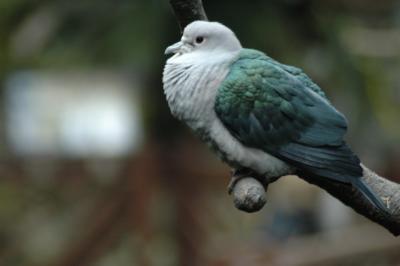 Avian Garden, Hong Kong Park