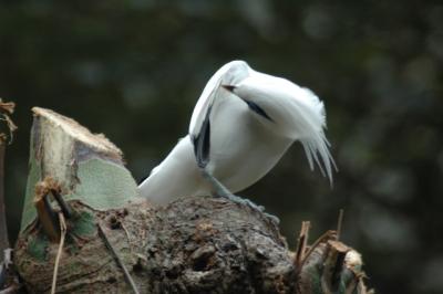 Avian Garden, Hong Kong Park