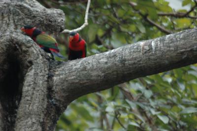 Avian Garden, Hong Kong Park