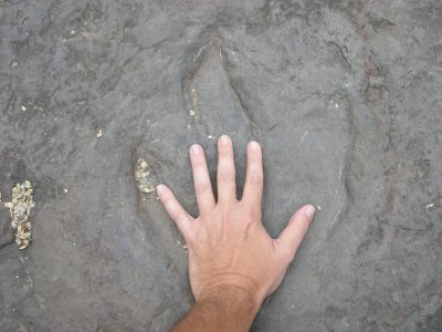 Dinosaur tracks Holyoke, Massachusetts