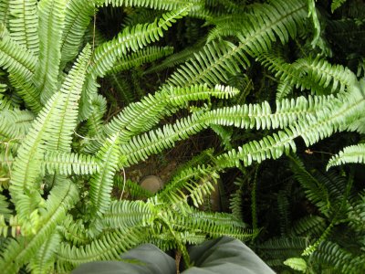 Stone Forest ferns ( 2009)