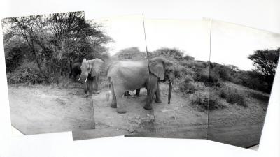 Roadside Elephants (Tanzania December 1996)