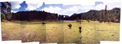 Cows (near Oaxaca, Mexico 2004)