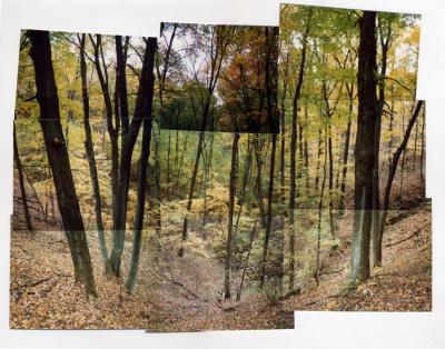 Fall Trees (Bloomington, Indiana 29 October 1991)