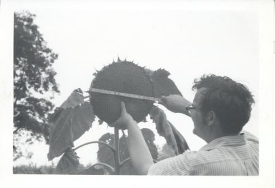 Measuring a sunflower on the Shelbyville farm