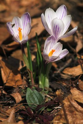 Crocus 4.jpg