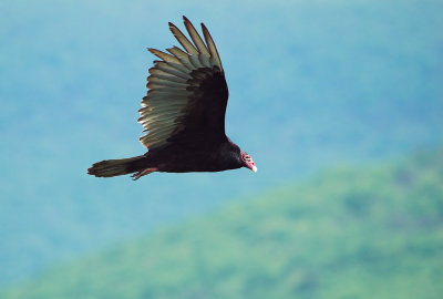 Turkey Vulture 5.jpg