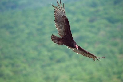 Turkey Vulture 6.jpg