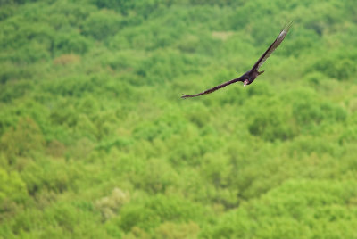 Turkey Vulture 7.jpg