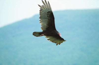 Turkey Vulture 8.jpg