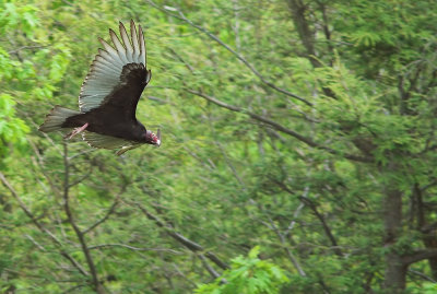 Turkey Vulture 9.jpg