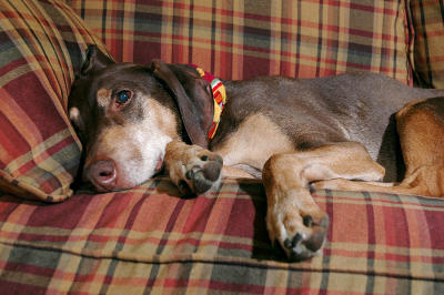 Cas on new sofa 1s.jpg