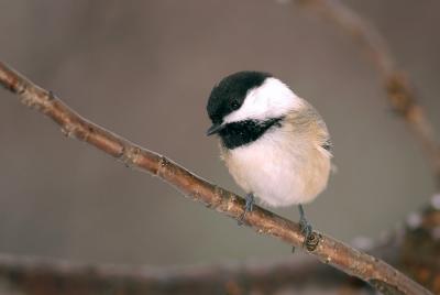 chickadee 7s.jpg