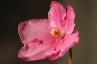 Violet pink 2s.jpg