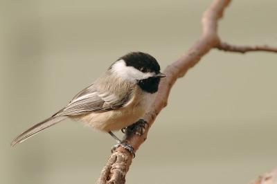 chickadee 8s.jpg