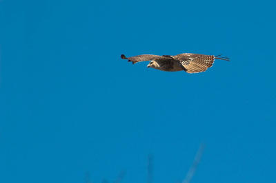 Redtail in flight 2s.jpg