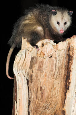 Opossum 1s.jpg