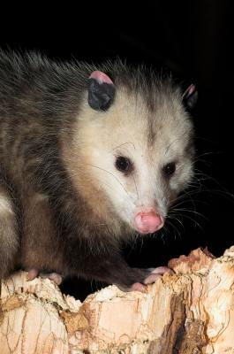 Opossum 2s.jpg