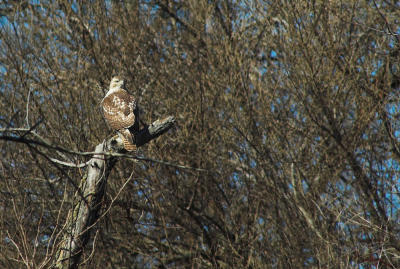 Redtail perched 1s.jpg