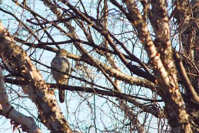 Red tail in tree 1s.jpg