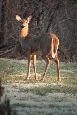 Fuzzy deer 1s.jpg
