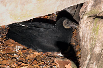 Black Vulture 2s.jpg