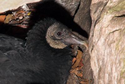 Black Vulture 2as.jpg