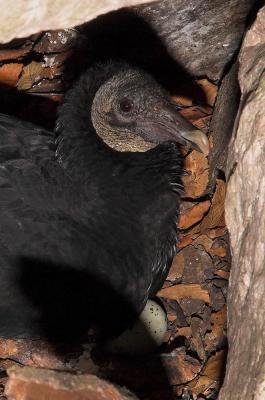 Nesting Black Vulture
