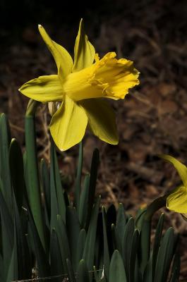 1st daffodil 06 1s.jpg