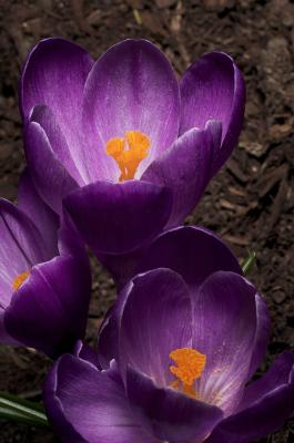 Crocus 1s.jpg